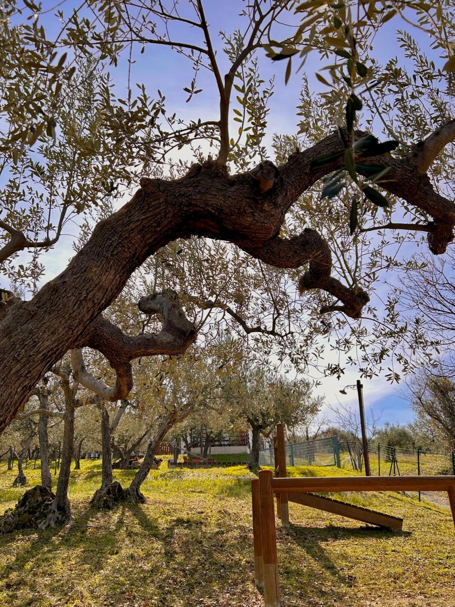 oasi macerina Villa Alanno Exterior foto